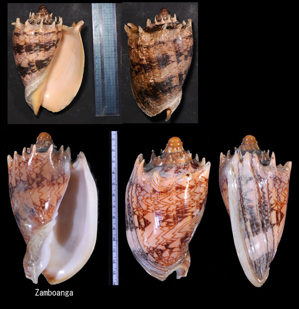 ミヒカリコオロギボラ Cymbiola imperialis small