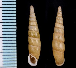 シロバリギセル Mundiphaedusa stenospira small
