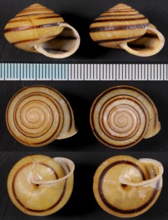 アコウマイマイ 海口蝸牛 Satsuma bacca small