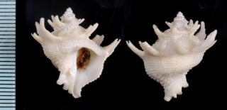 キキョウニシ Babelomurex deburghiae small
