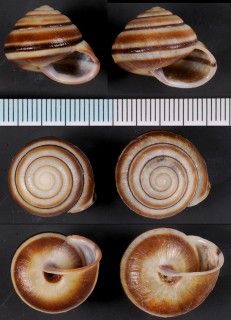 アカフヒシマイマイ Satsuma succincta rubrotincta small