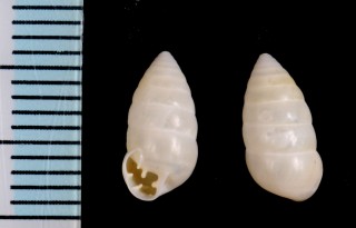 タマゴナリサナギガイ （仮称） Fauxulus ovularis small