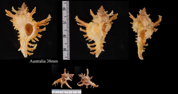 コテングガイ Chicoreus axicornis small