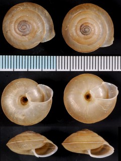 ラウツカドマイマイ Aegista lautsi small