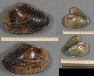 メンカラスガイ Cristaria plicatus clessini small