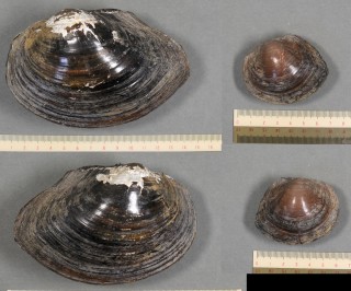 マルドブガイ Anodonta calipygos small
