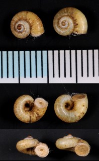 イトマキアツブタガイ Platyrhaphe minutus small
