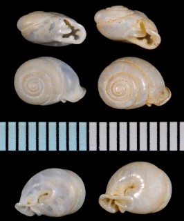 ネジレガイ Odontartemon heudei small