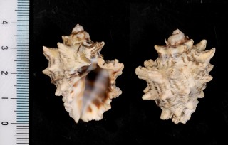 ツノテツレイシ 角鉄?枝 Mancinella hippocasanus small