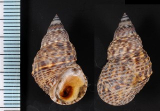 ゴマウズラタマキビ （仮称） Littoraria lutea small