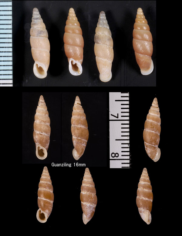 マイエルギセル Hemiphaedusa myersi small