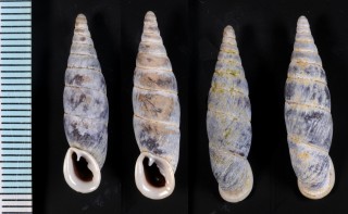 タイワンツムギセル Hemiphaedusa odontochila small