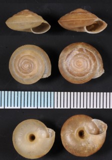 ウブゲカドマイマイ Aegista lautsi brachylasia small