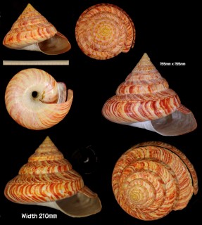 リュウグウオキナエビス 龍宮翁戎 Entemnotrochus rumphii small