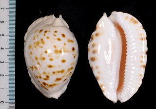 レイボーディヘルメットダカラ Zoila orientalis small