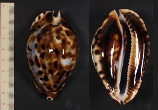 ナガクロガネダカラ Zoila friendii insulata small