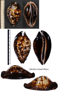 マリナクロガネダカラ Zoila friendii marina small
