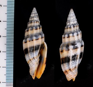 オオミノムシの一種 Vexillum flaveoricum small