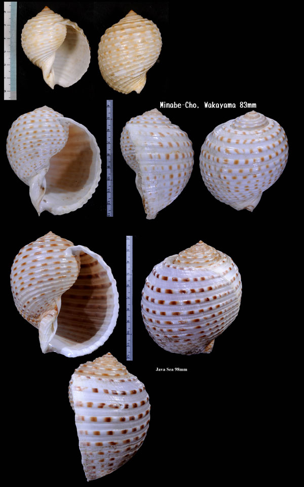 ウズラミヤシロ Tonna lischkeana small