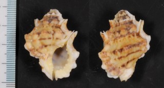 オキニシ　沖螺 Bursa bufonia dunkeri small