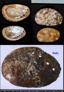 セイヨウトコブシ Haliotis tuberculata small