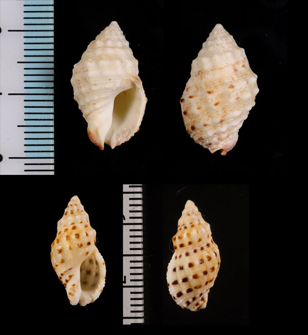 ヒメシロレイシダマシ Drupella fragum small