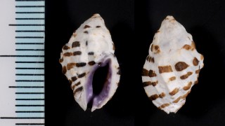 クロフレイシダマシ Morula funiculata small