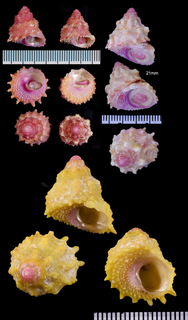 キイロウラウズ Astralium provisorium small