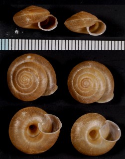 チクヤケマイマイ Aegista aemula small