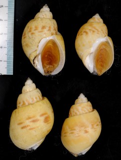 サイウンバイ Babylonia hongkongensis small