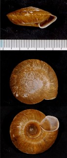 イトマンケマイマイ Aegista scepasma small