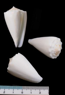 ヨロイイモ 鎧芋 Conus rolani small