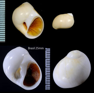 カリブトミガイ Polinices lacteus small