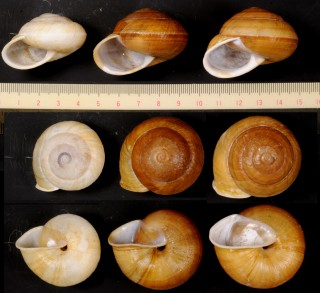 ウスヒダリマキチュウカマイマイ Camaena cicatricosa inflata small