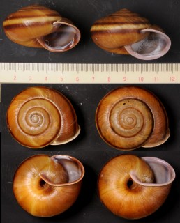 ヒラコブマイマイ Camaena subgibbera small