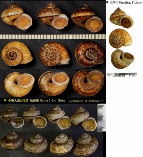 マルテンスヤマタニシ Cyclophorus martensianus small