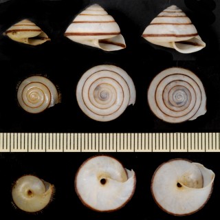 ヤマタカケマイマイ （仮称） Ganesella brevibarbis small