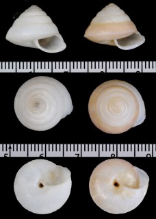 ハクビヤマタカマイマイ （仮称） Ganesella trochacea pallens small
