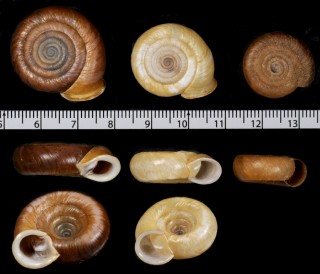 タイリクイトカケマイマイ (仮称) Plectopylis pulvinaris small