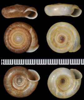 ムラタイトカケマイマイ （仮称） Plectopylis murata small
