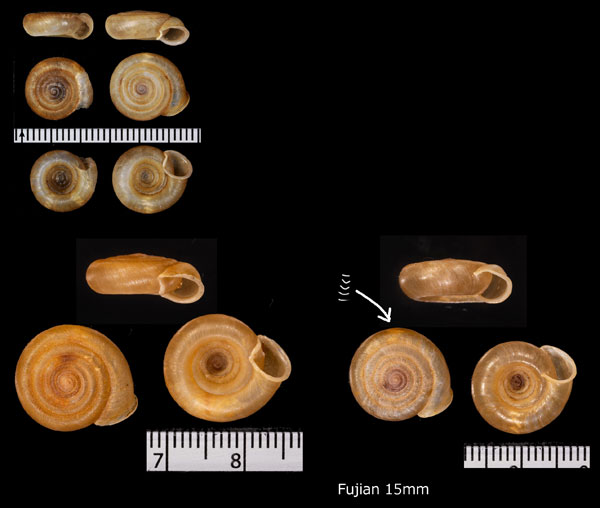 ハルサメイトカケマイマイ （仮称） Plectopylis sp. small