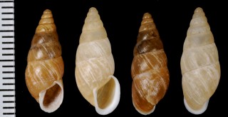 チビチャイロキセルモドキ Subzebrinus sp. small