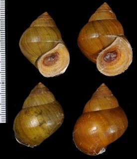 シナタニシ Cipangopaludina chinensis small