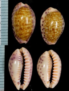 ヒョウモンスソムラサキダカラ Ovatipsa chinensis variolaria small