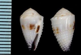 セイロンイモ Conus musicus ceylanensis small