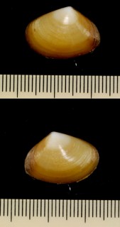 エリックスチドリマスオ Paphies erycinaea small