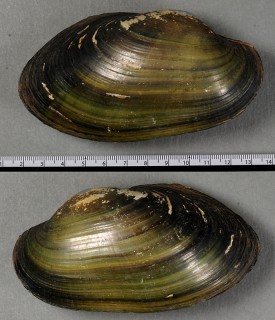 オーロラフネドブガイ （仮称） Anodontites trapesialis aurora small