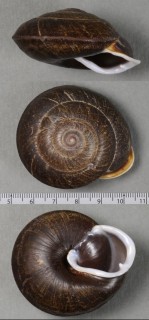 クロオニグチマイマイ （仮称） Isomeria ritchieana small