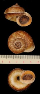 クチベニヤマタニシ Cyclophorus pyrostoma small