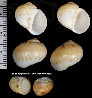 ニッポンタマガイ Natica nipponensis small